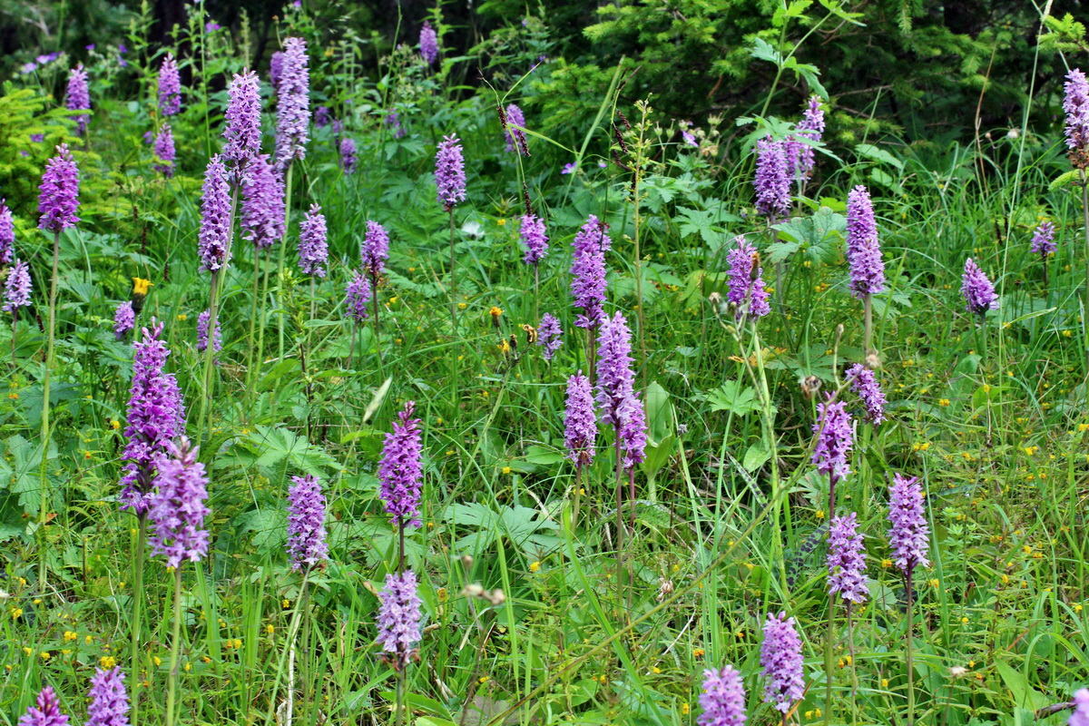 2014_07_20_00002941p_Bildgr��e �ndern