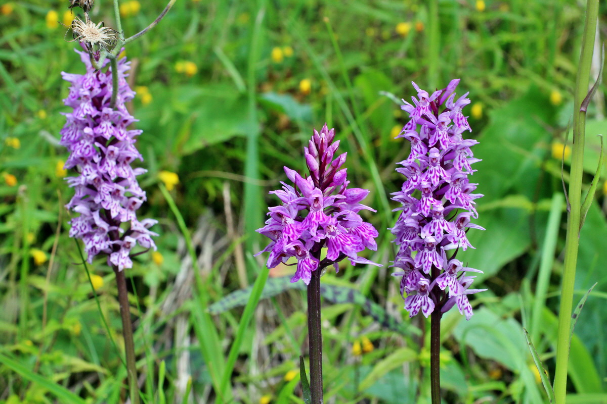 2014_07_20_00002945p_Bildgr��e �ndern