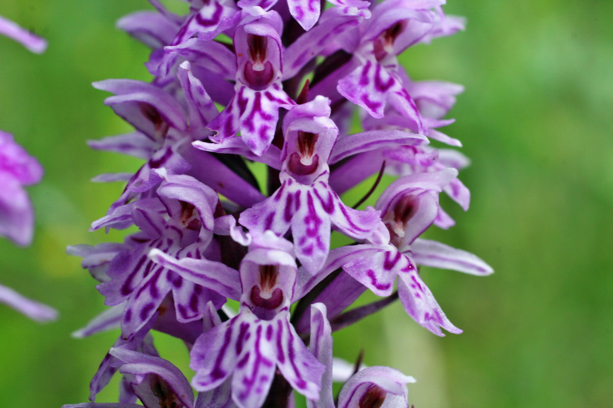 2014_07_20_00002954p_Bildgr��e �ndern