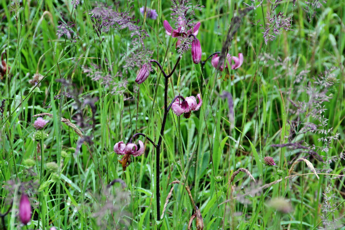 2014_07_21_00003044p_Bildgr��e �ndern