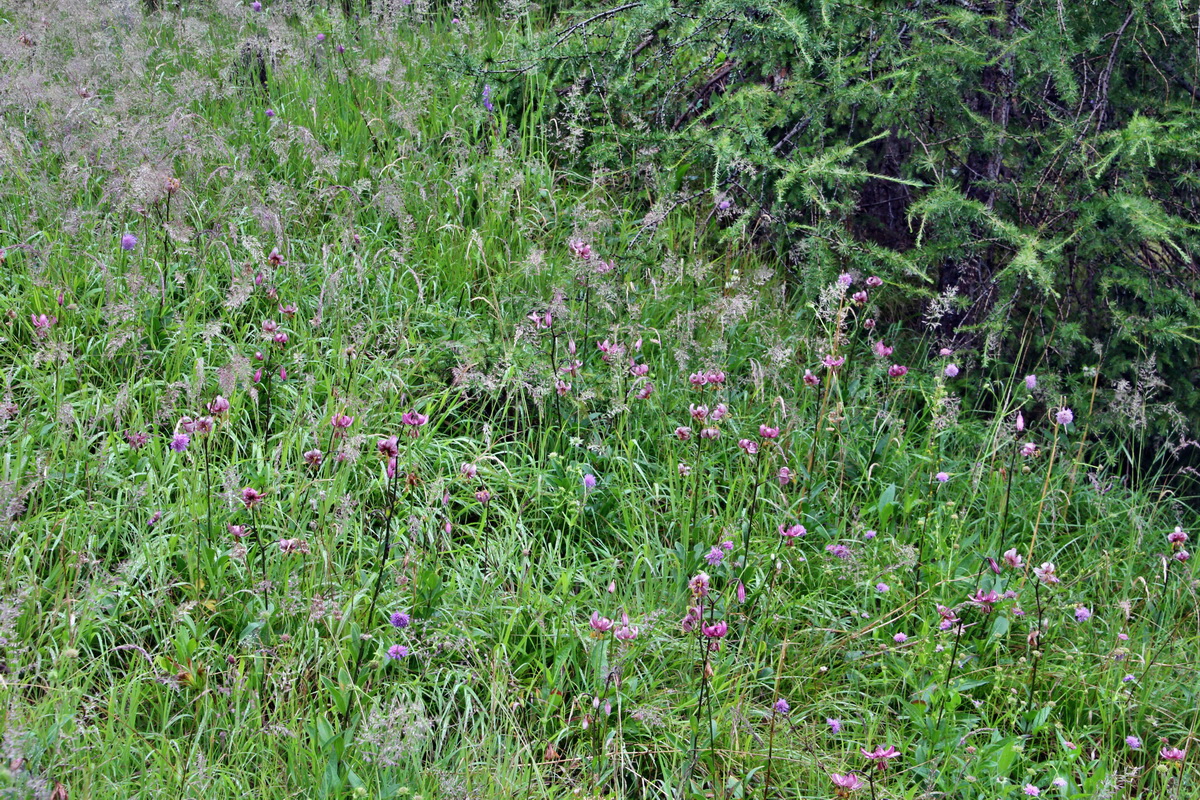 2014_07_21_00003051p_Bildgr��e �ndern