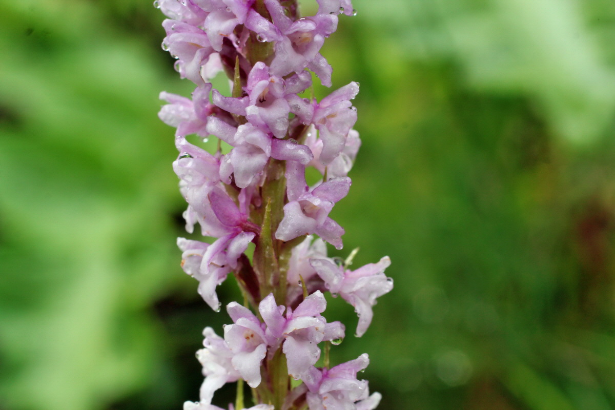 2014_07_21_00003084p_Bildgr��e �ndern