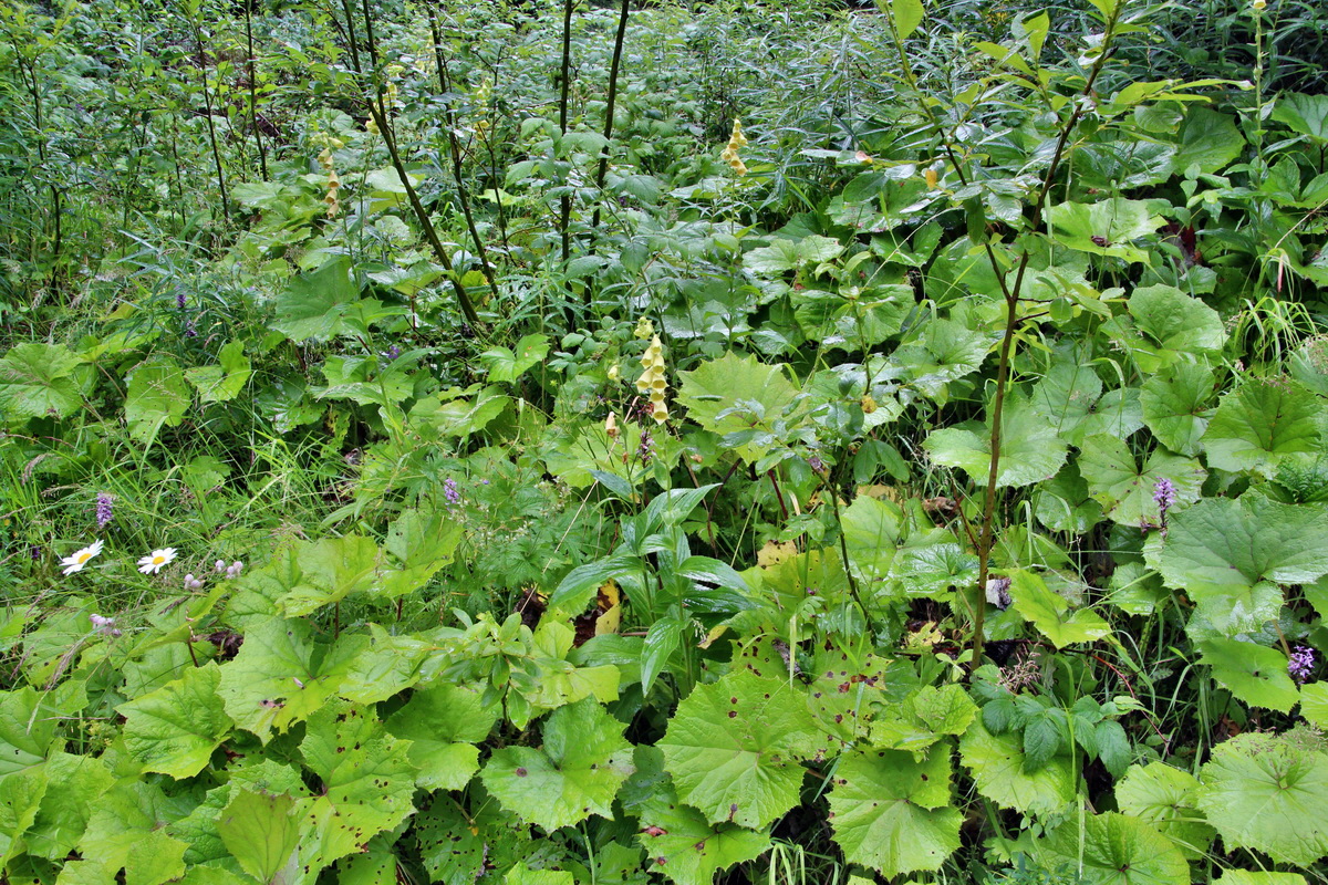 2014_07_21_00003172p_Bildgr��e �ndern