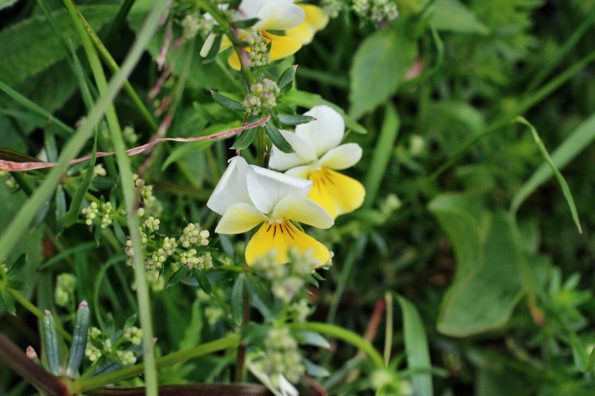 2014_07_22_00003337p_Bildgr��e �ndern