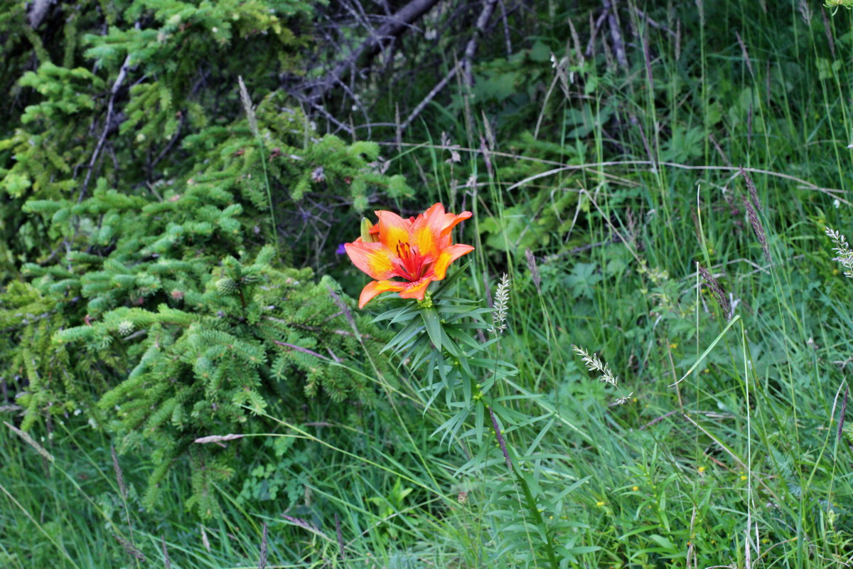 2014_07_23_00004011p_Bildgr��e �ndern