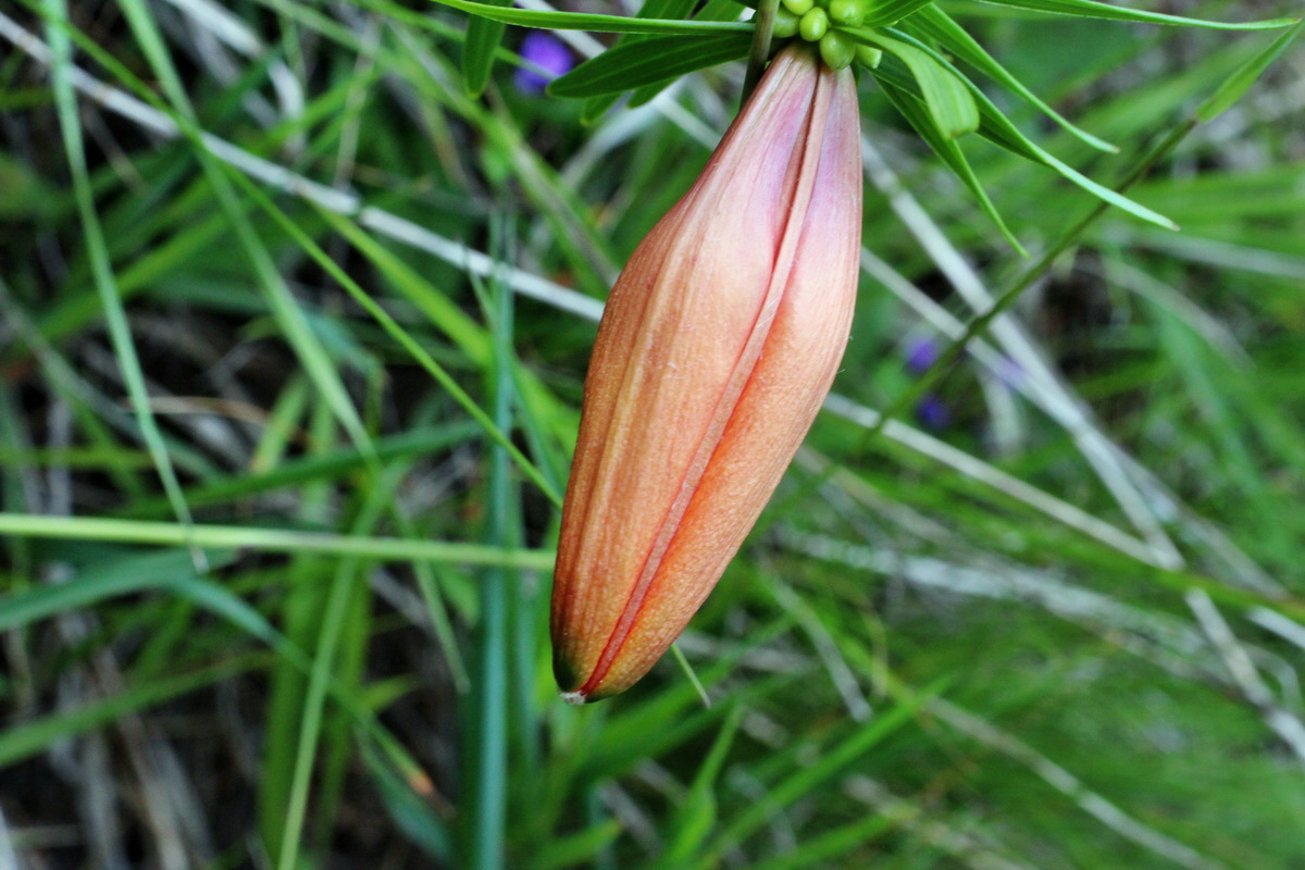 2014_07_23_00004025p_Bildgr��e �ndern