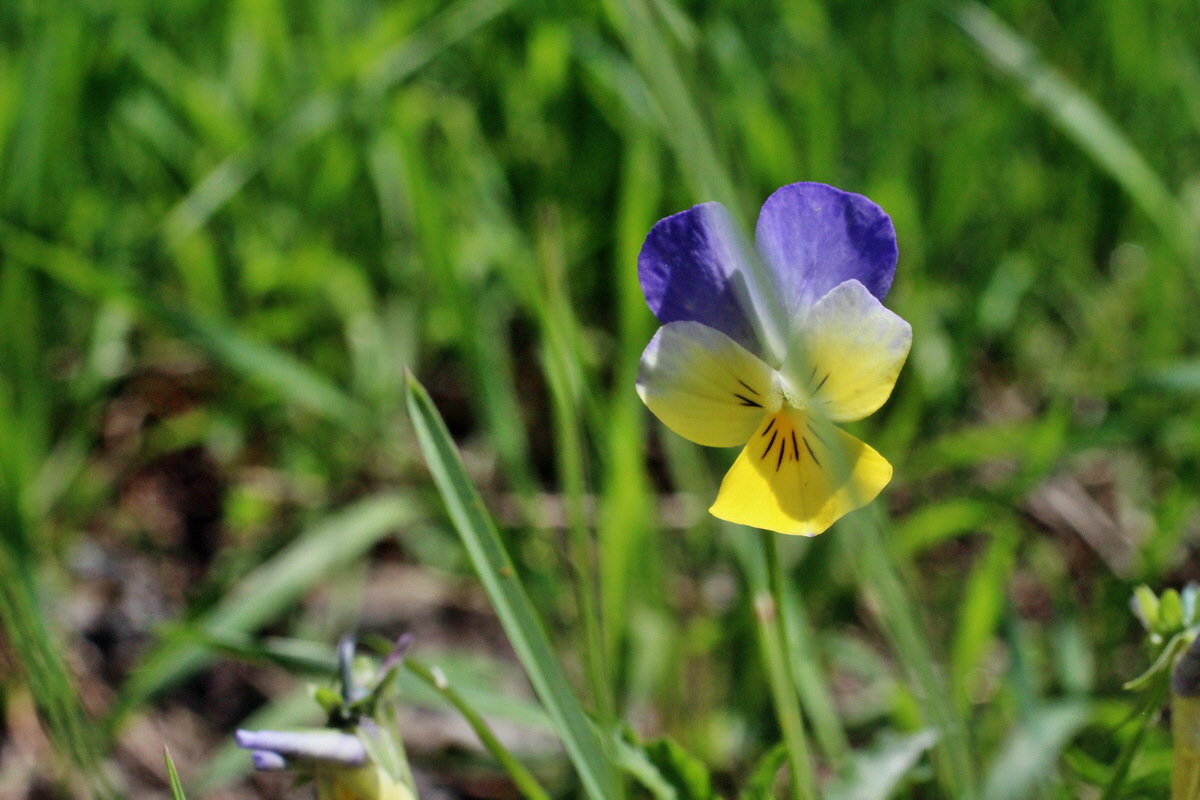 2014_07_23_00003596p_Bildgr��e �ndern