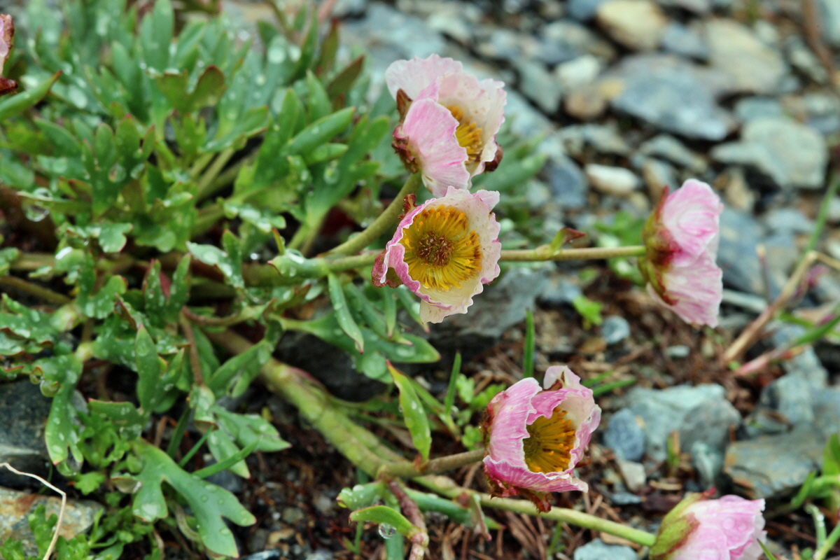 2014_07_24_00004124p_Bildgr��e �ndern