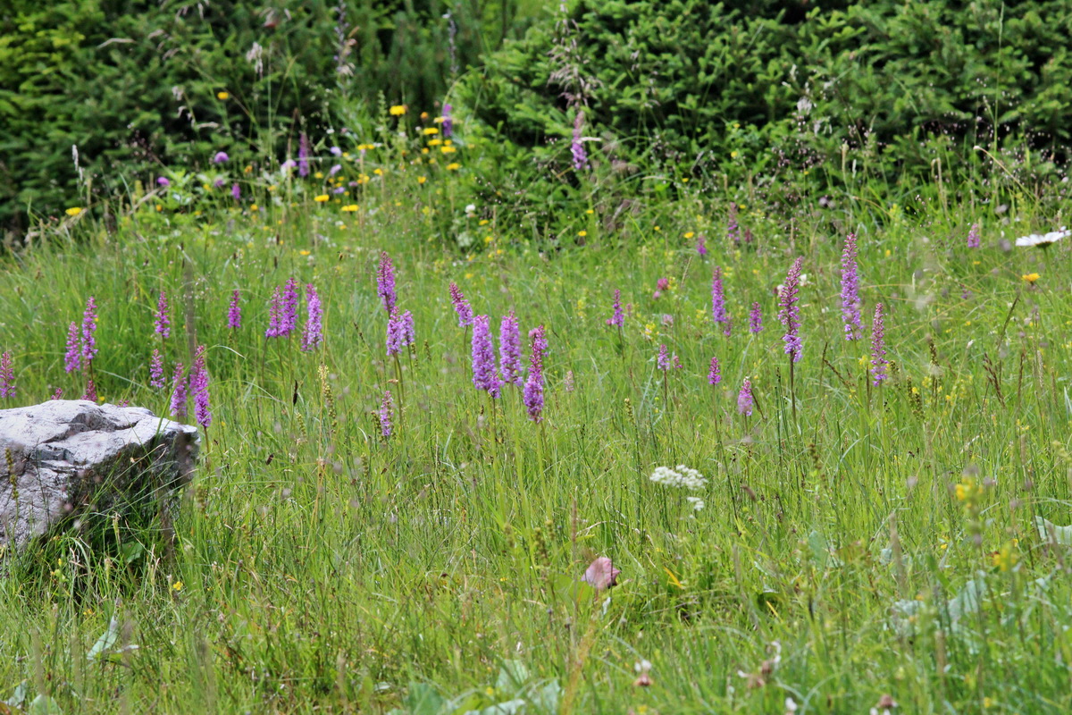 2014_07_25_00004411p_Bildgr��e �ndern