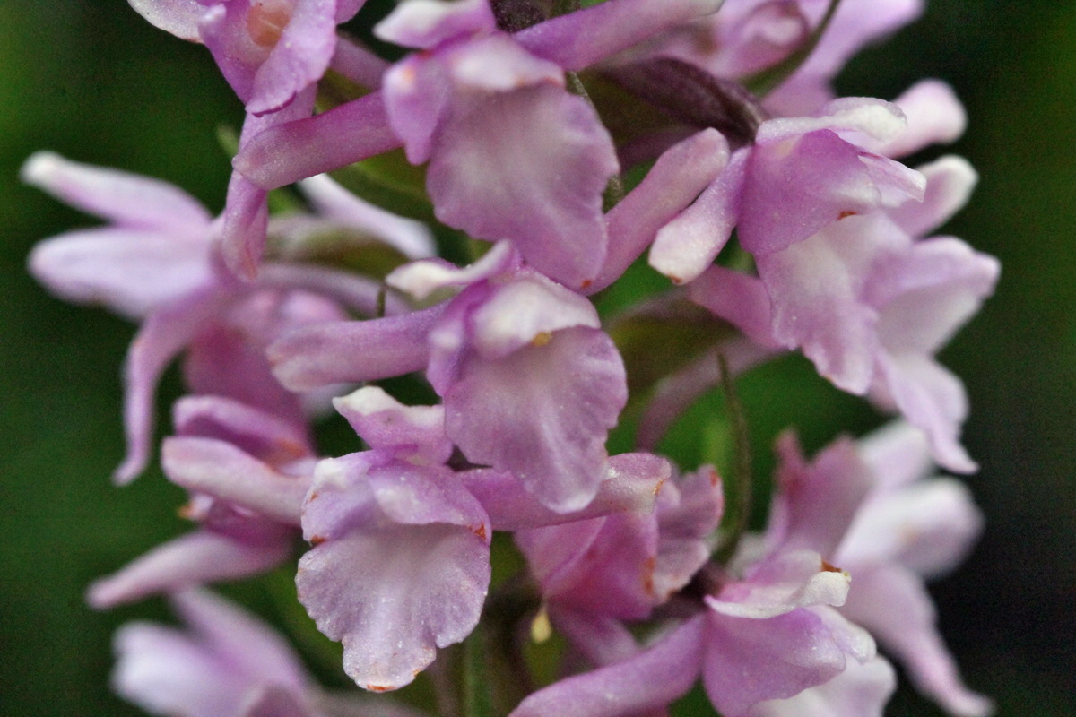 2014_07_25_00004461p_Bildgr��e �ndern