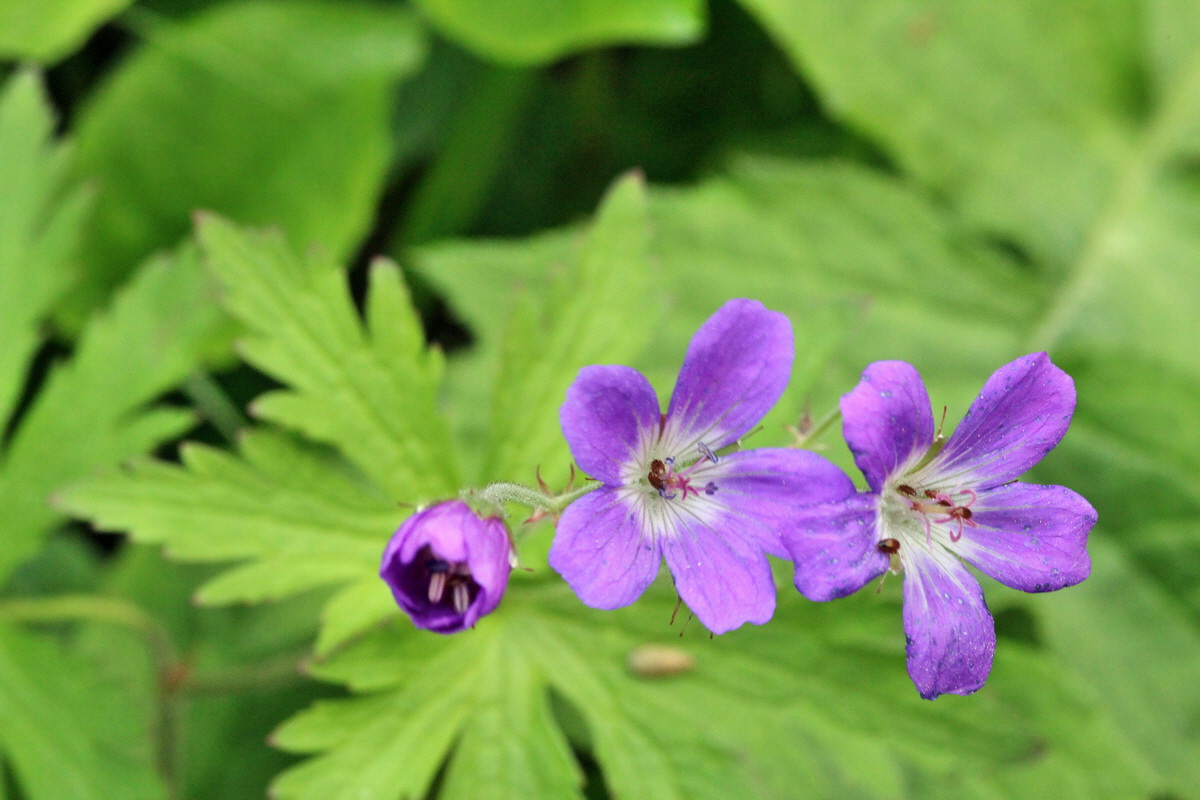 2014_07_25_00004677p_Bildgr��e �ndern