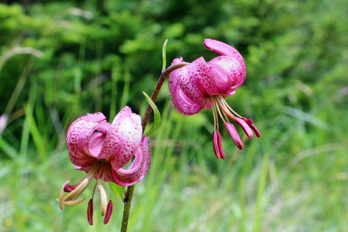 2014_07_28_00005594p_Bildgr��e �ndern