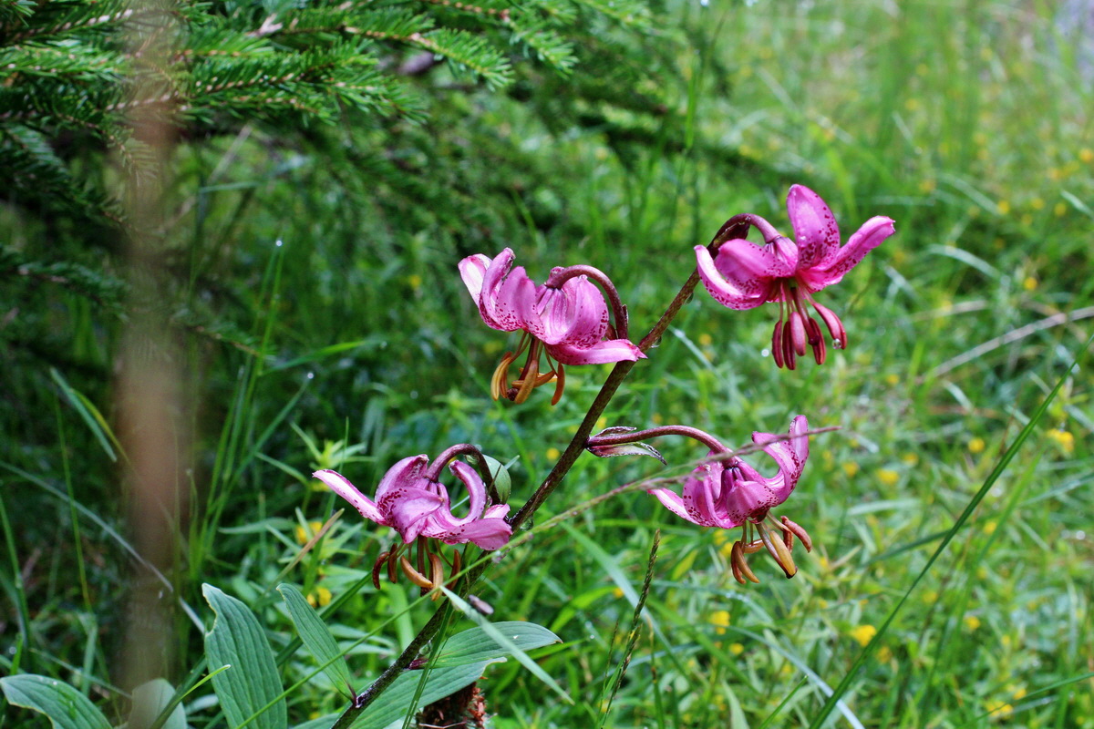 2014_07_28_00005596p_Bildgr��e �ndern