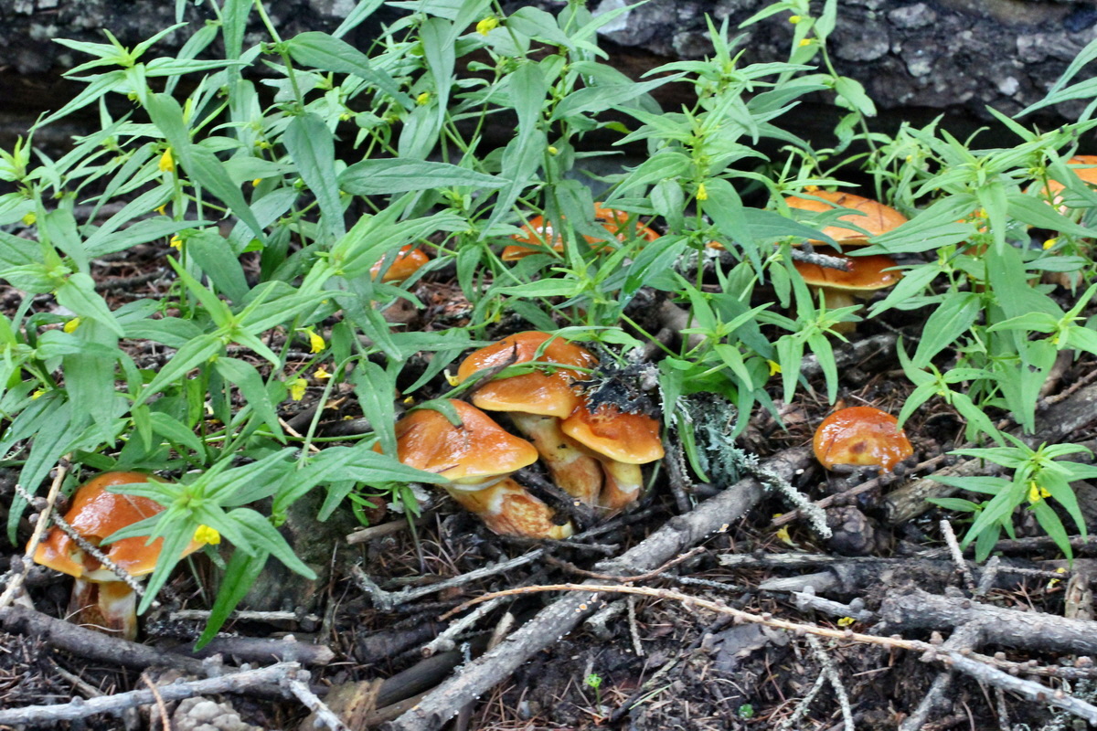 2014_07_28_00005604p_Bildgr��e �ndern