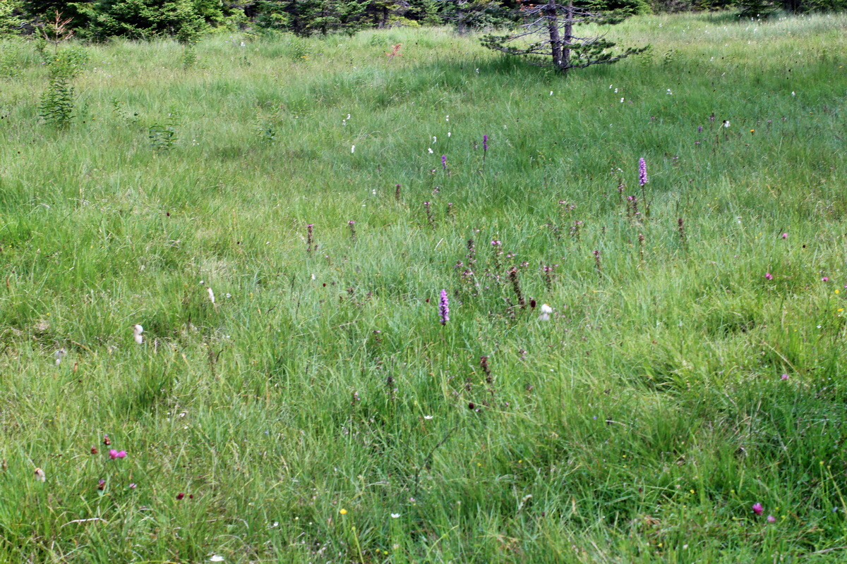 2014_07_28_00005634p_Bildgr��e �ndern