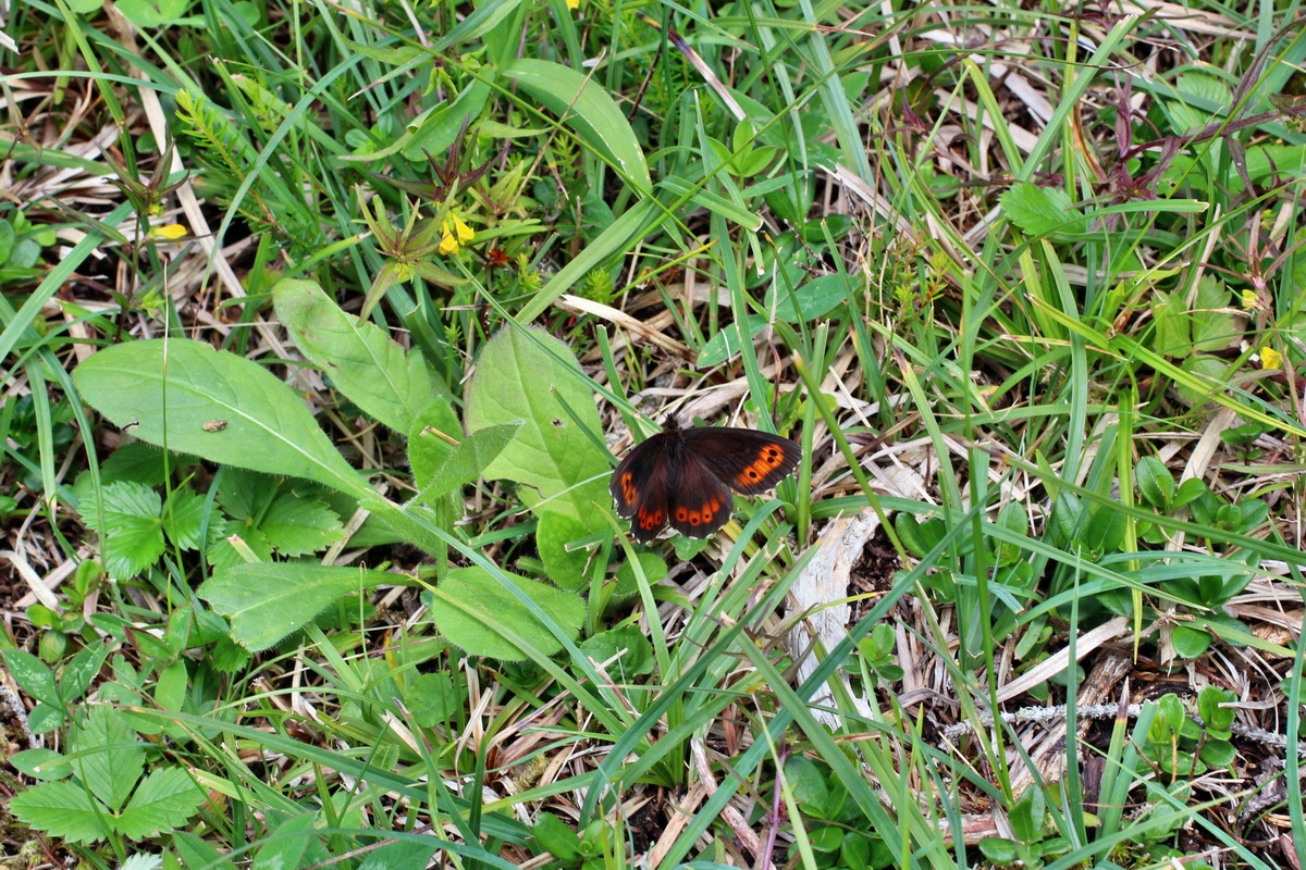 2014_07_28_00005670p_Bildgr��e �ndern