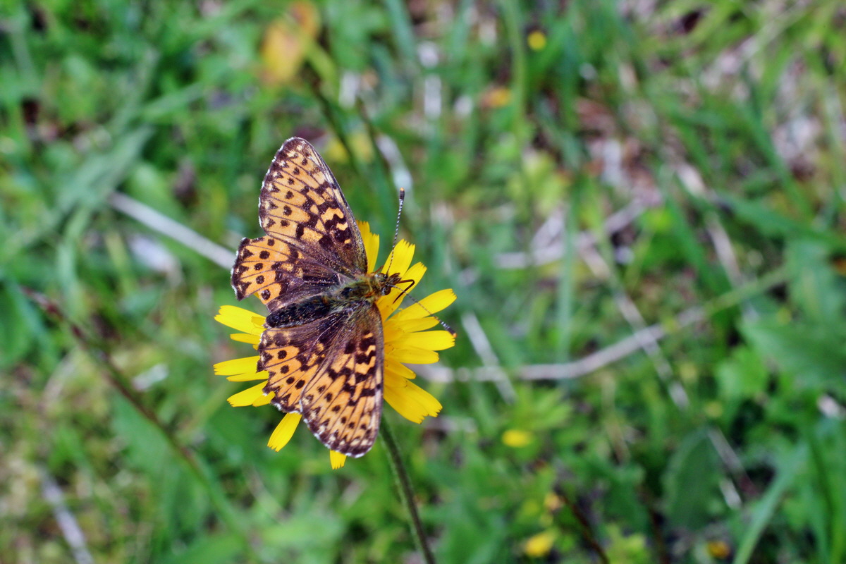 2014_07_28_00005681p_Bildgr��e �ndern