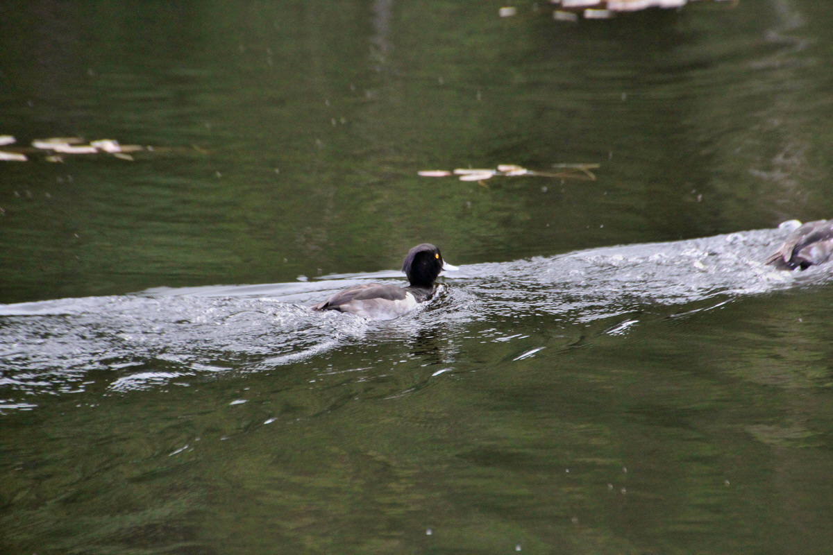 2014_07_28_00005780p_Bildgr��e �ndern