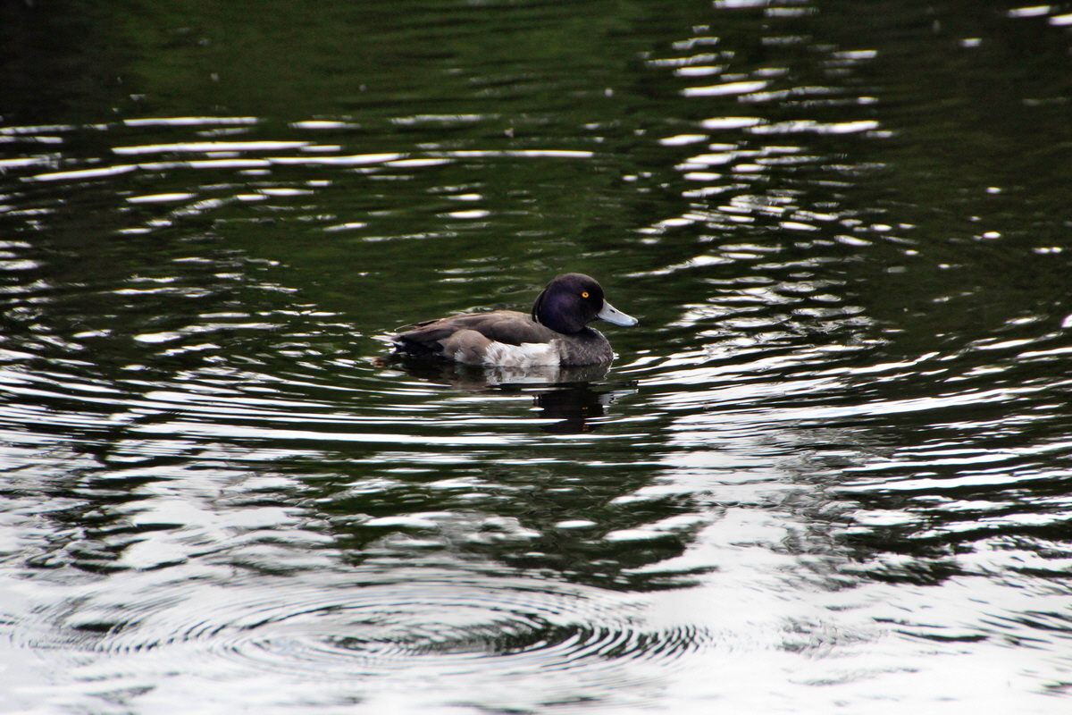 2014_07_28_00005785p_Bildgr��e �ndern