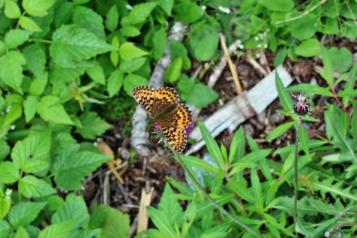 2014_07_28_00005847p_Bildgr��e �ndern