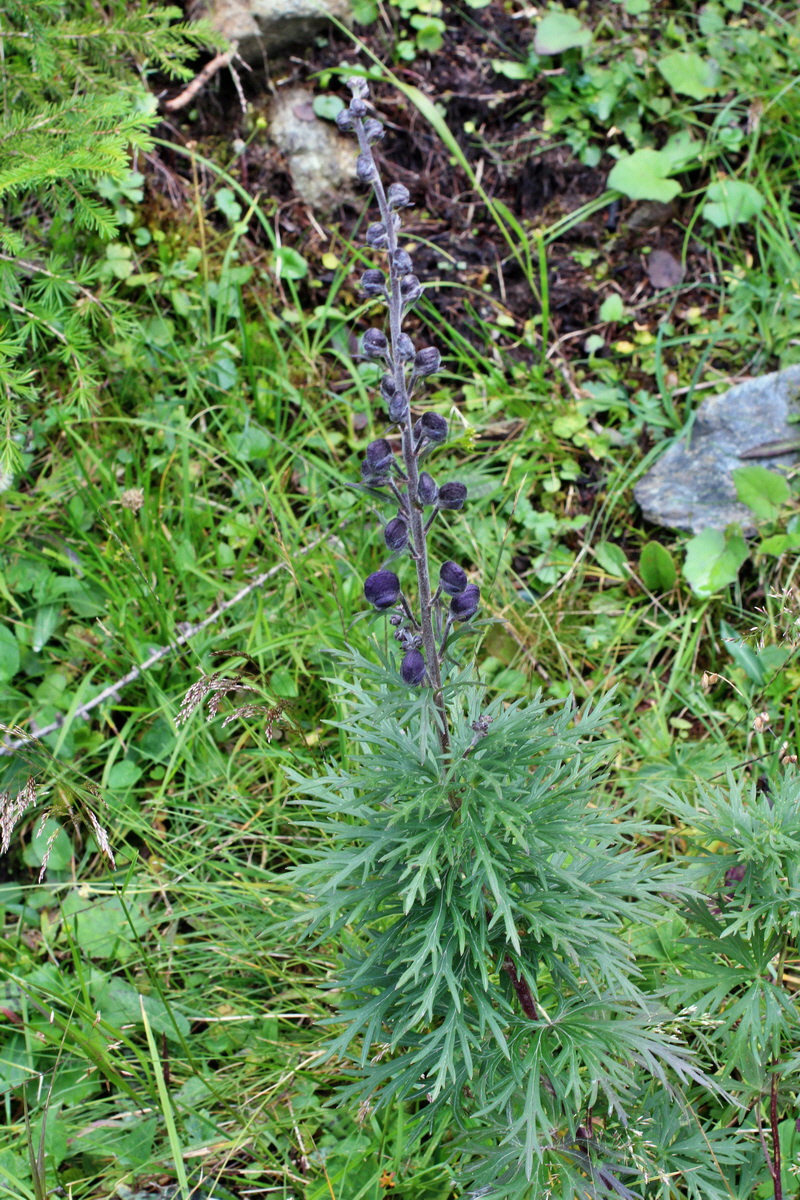 2014_07_28_00005851p_Bildgr��e �ndern