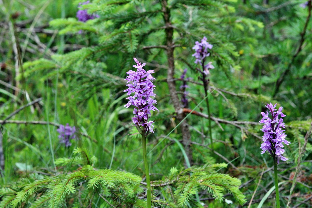 2014_07_28_00005872p_Bildgr��e �ndern