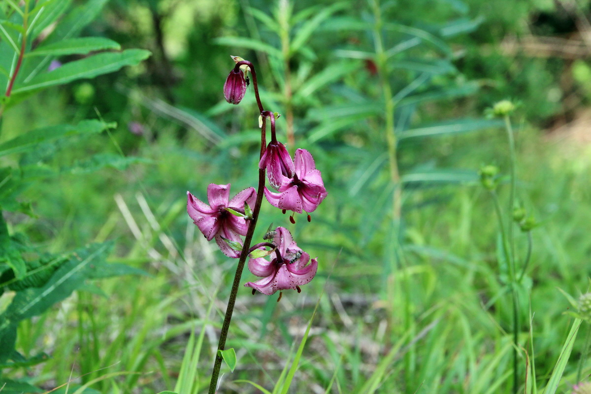 2014_07_28_00005915p_Bildgr��e �ndern