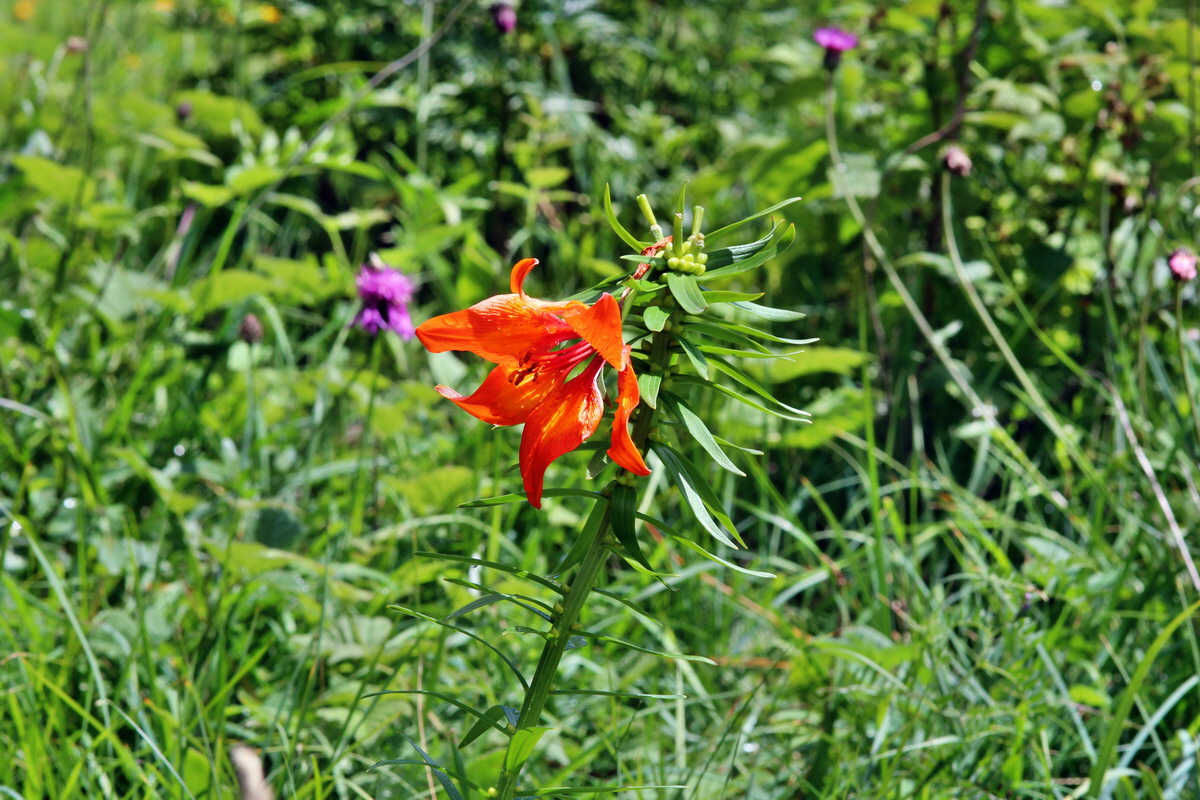 2014_07_29_00006211p_Bildgr��e �ndern