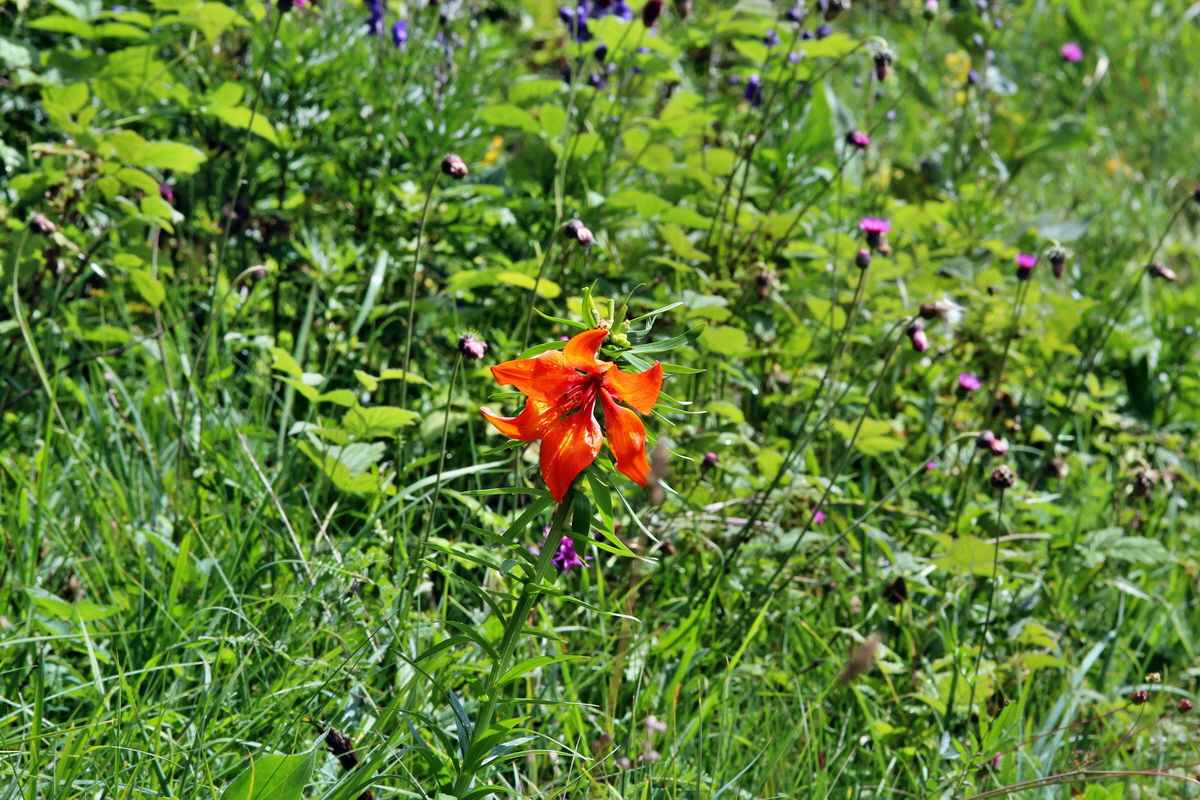 2014_07_29_00006215p_Bildgr��e �ndern