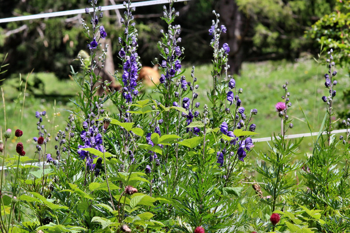 2014_07_29_00006221p_Bildgr��e �ndern