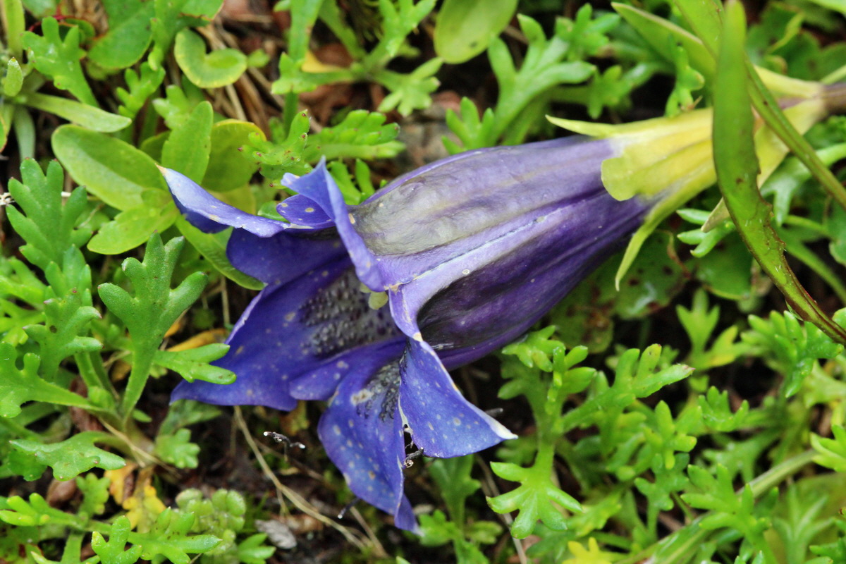 2014_07_29_00006343p_Bildgr��e �ndern