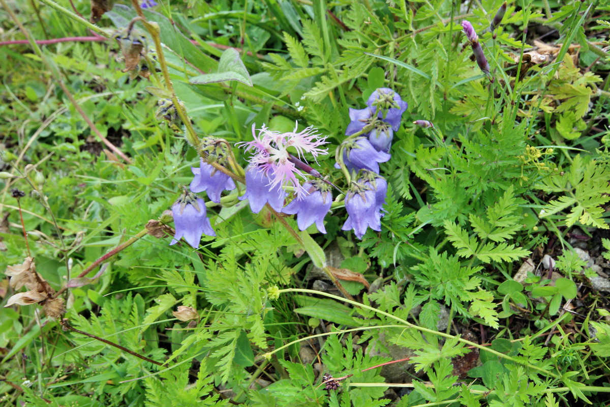 2014_07_29_00006447p_Bildgr��e �ndern