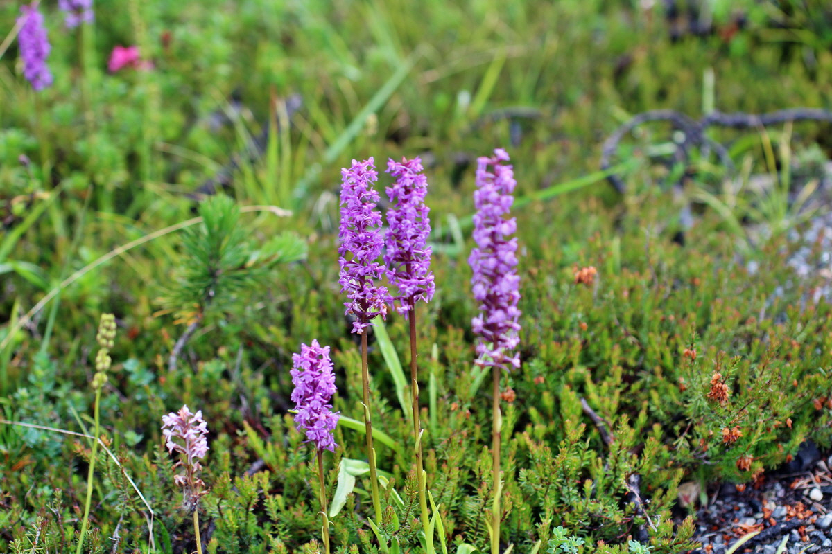 2014_07_30_00006576p_Bildgr��e �ndern