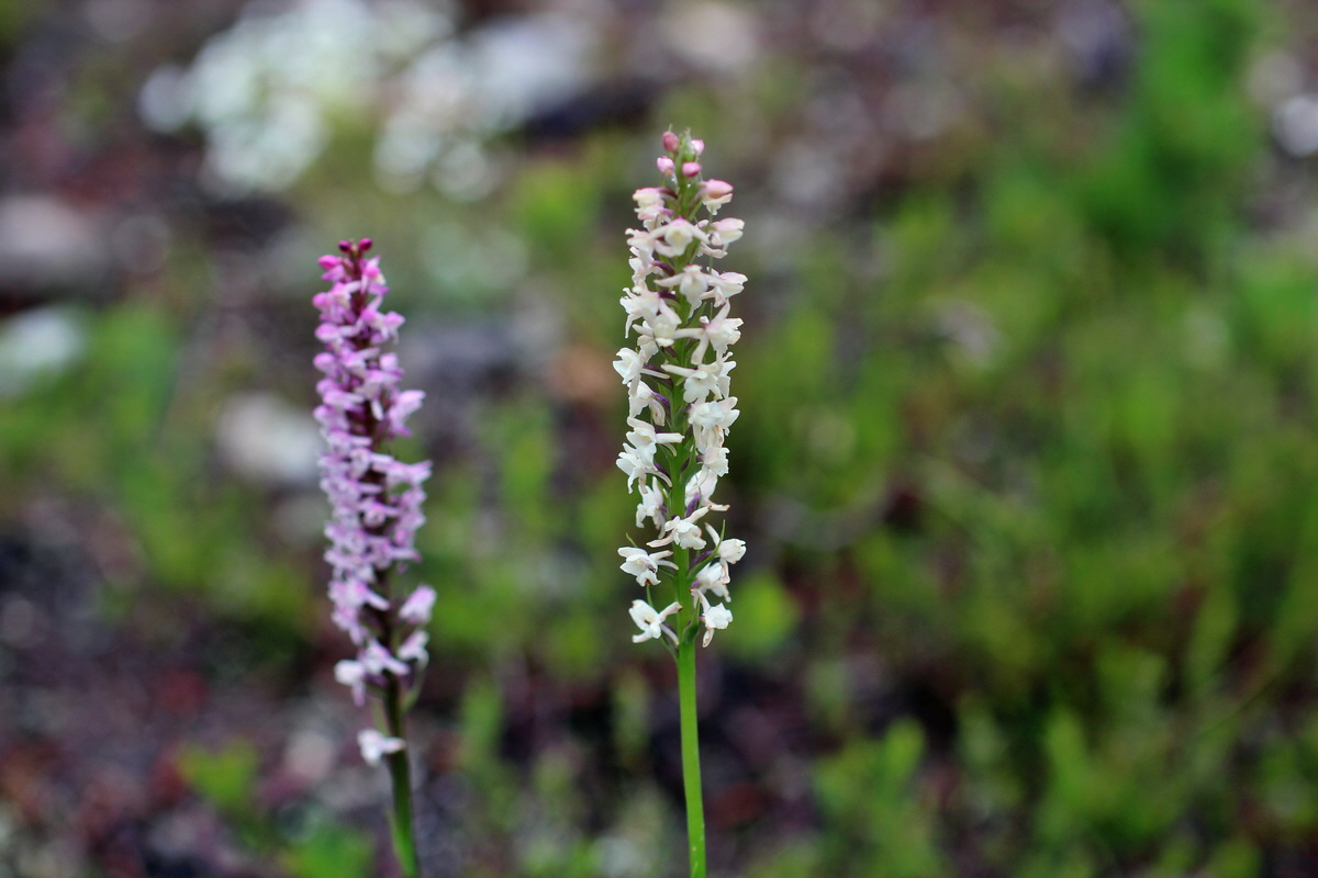 2014_07_30_00006605p_Bildgr��e �ndern