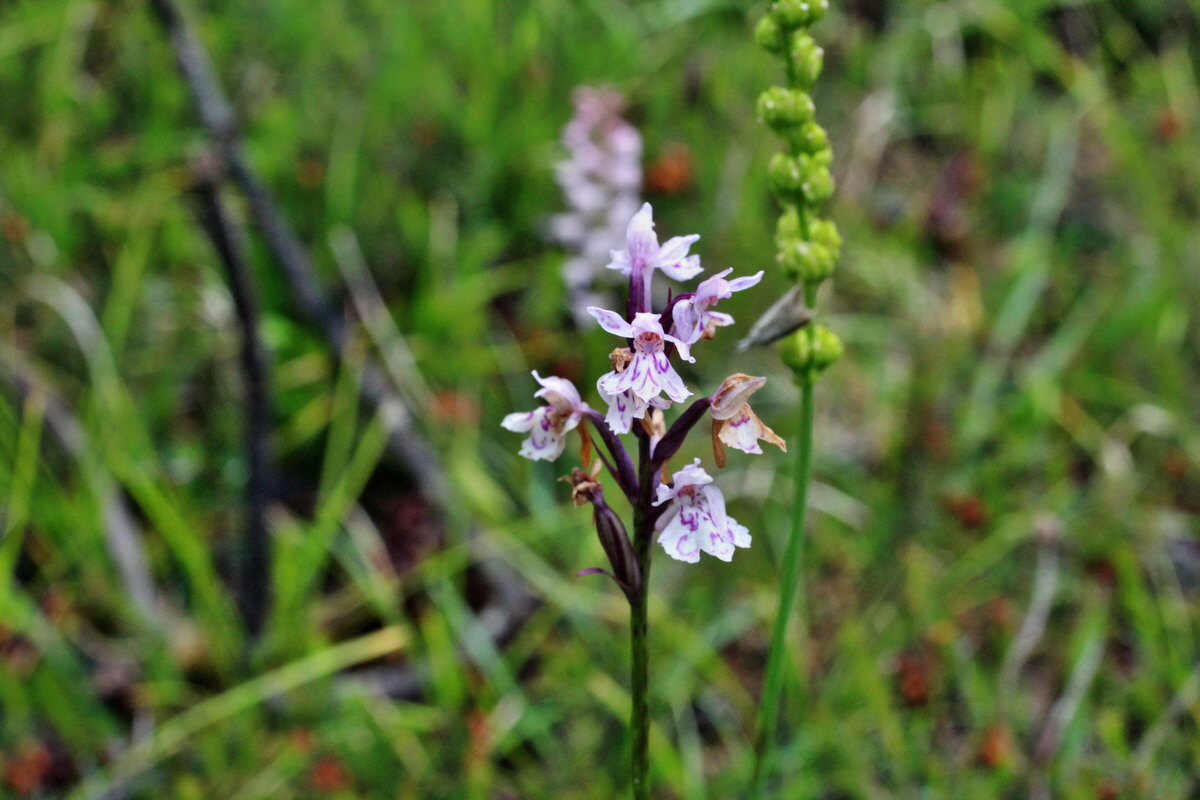 2014_07_30_00006633p_Bildgr��e �ndern