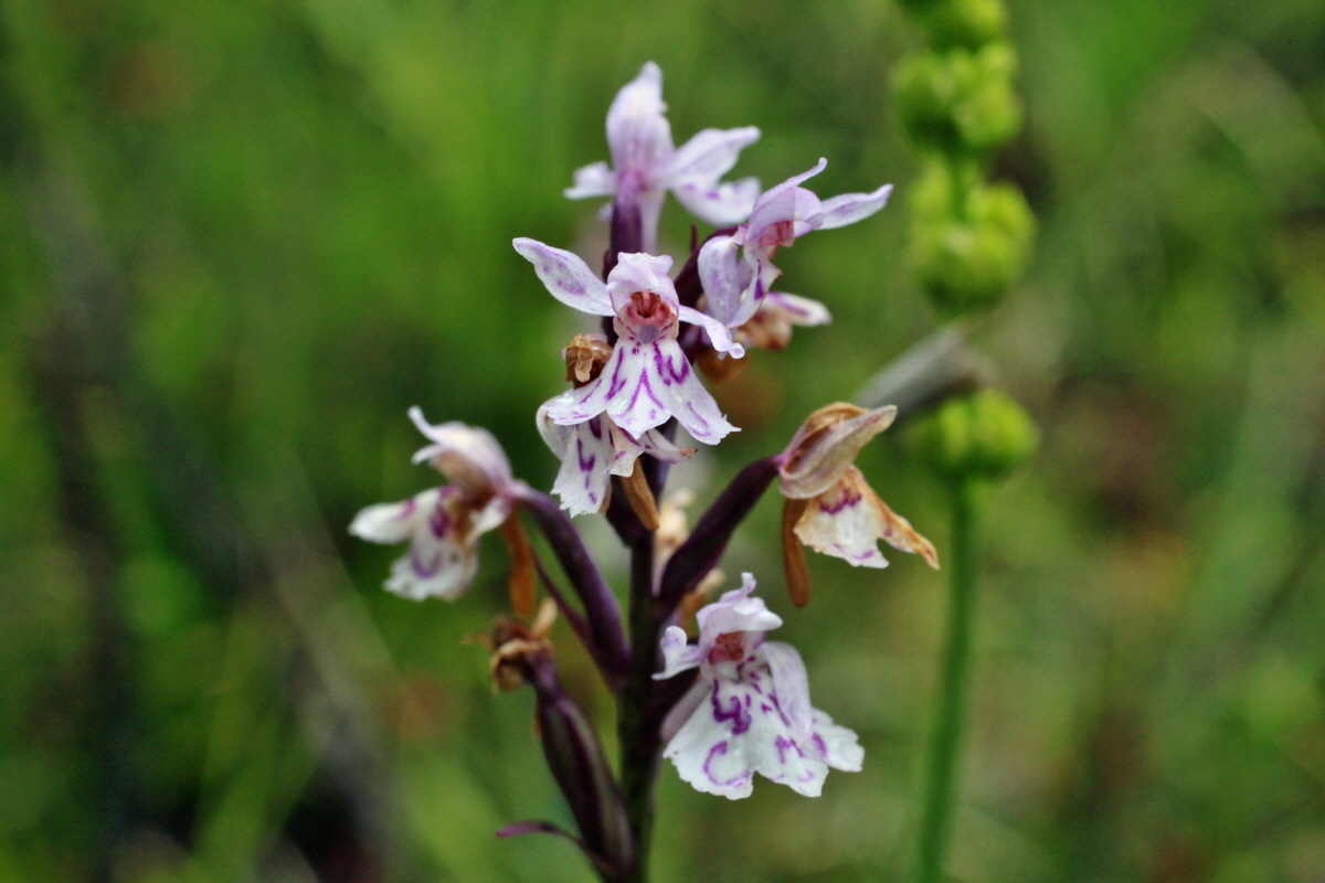 2014_07_30_00006635p_Bildgr��e �ndern