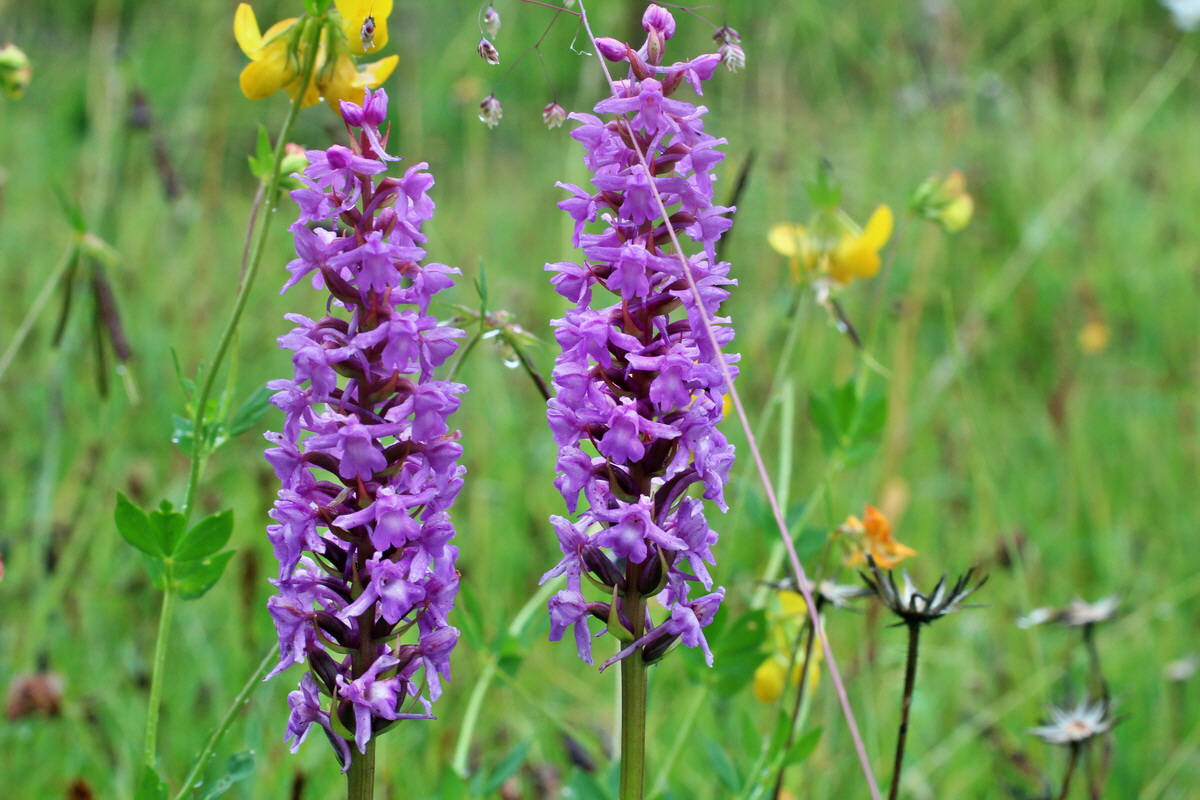 2014_07_30_00006656p_Bildgr��e �ndern