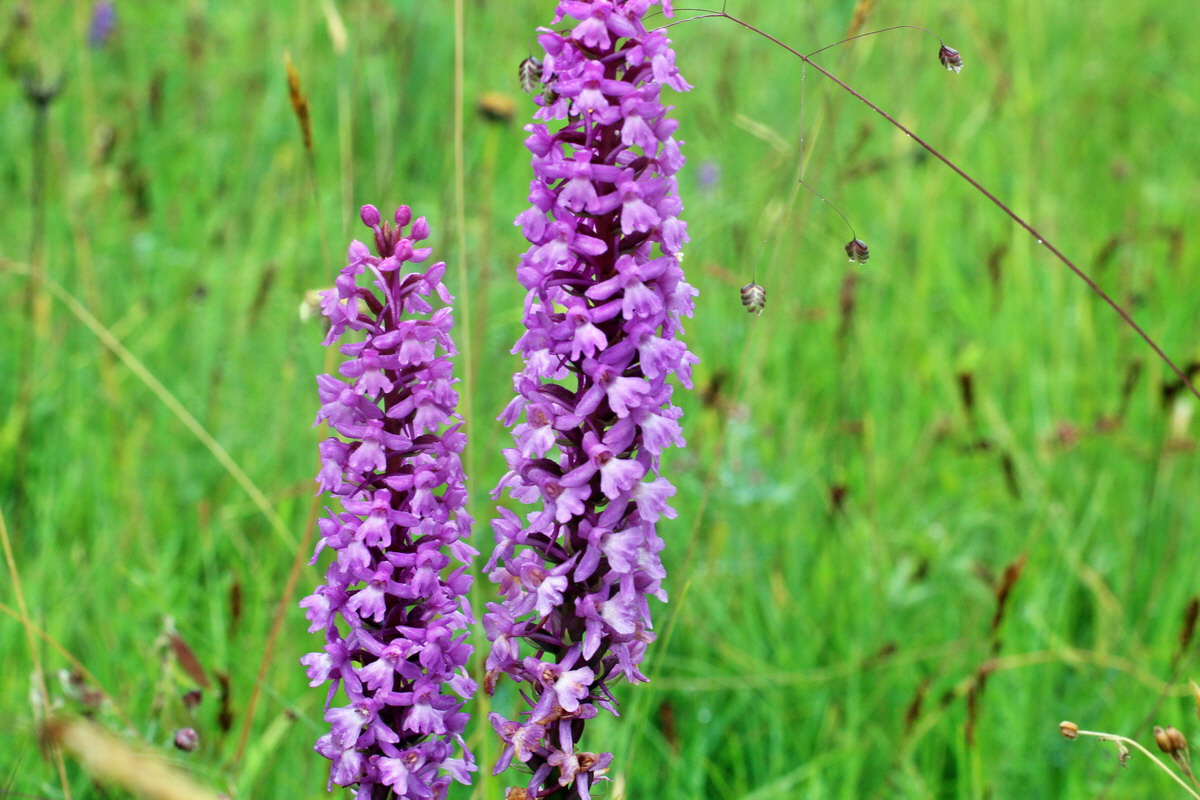 2014_07_30_00006673p_Bildgr��e �ndern