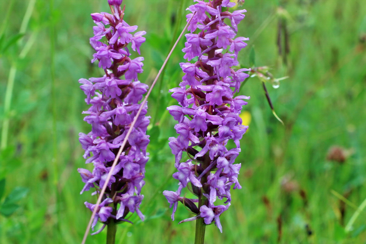 2014_07_30_00006680p_Bildgr��e �ndern