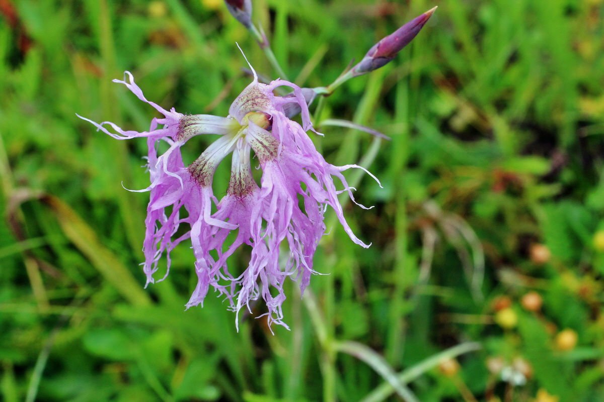 2014_07_30_00006733p_Bildgr��e �ndern