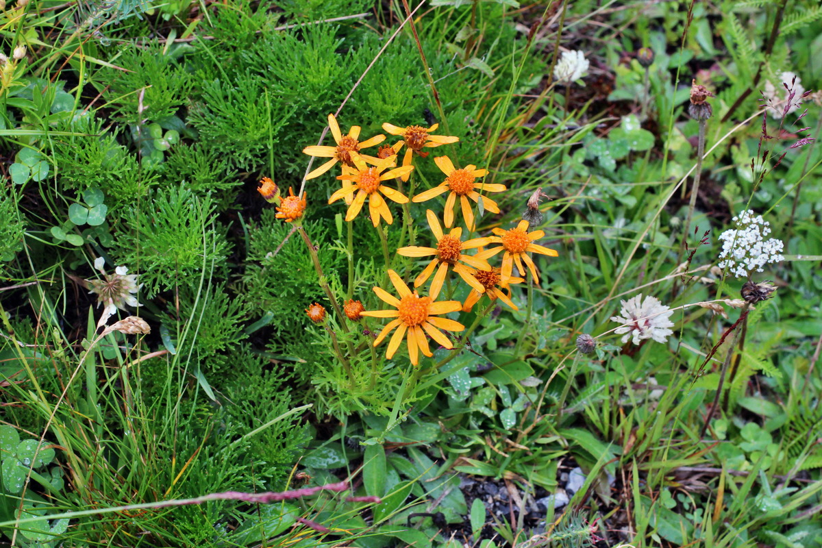 2014_07_30_00006742p_Bildgr��e �ndern