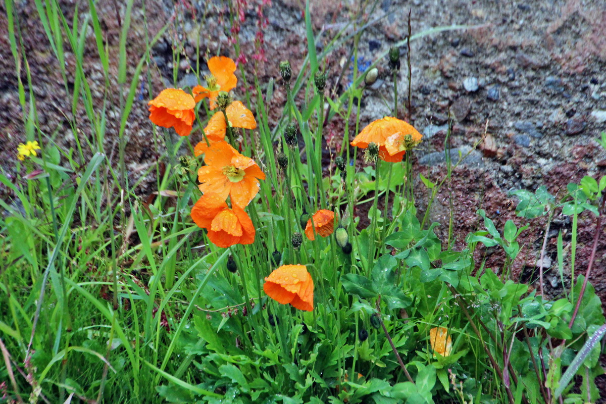 2014_07_30_00006767p_Bildgr��e �ndern