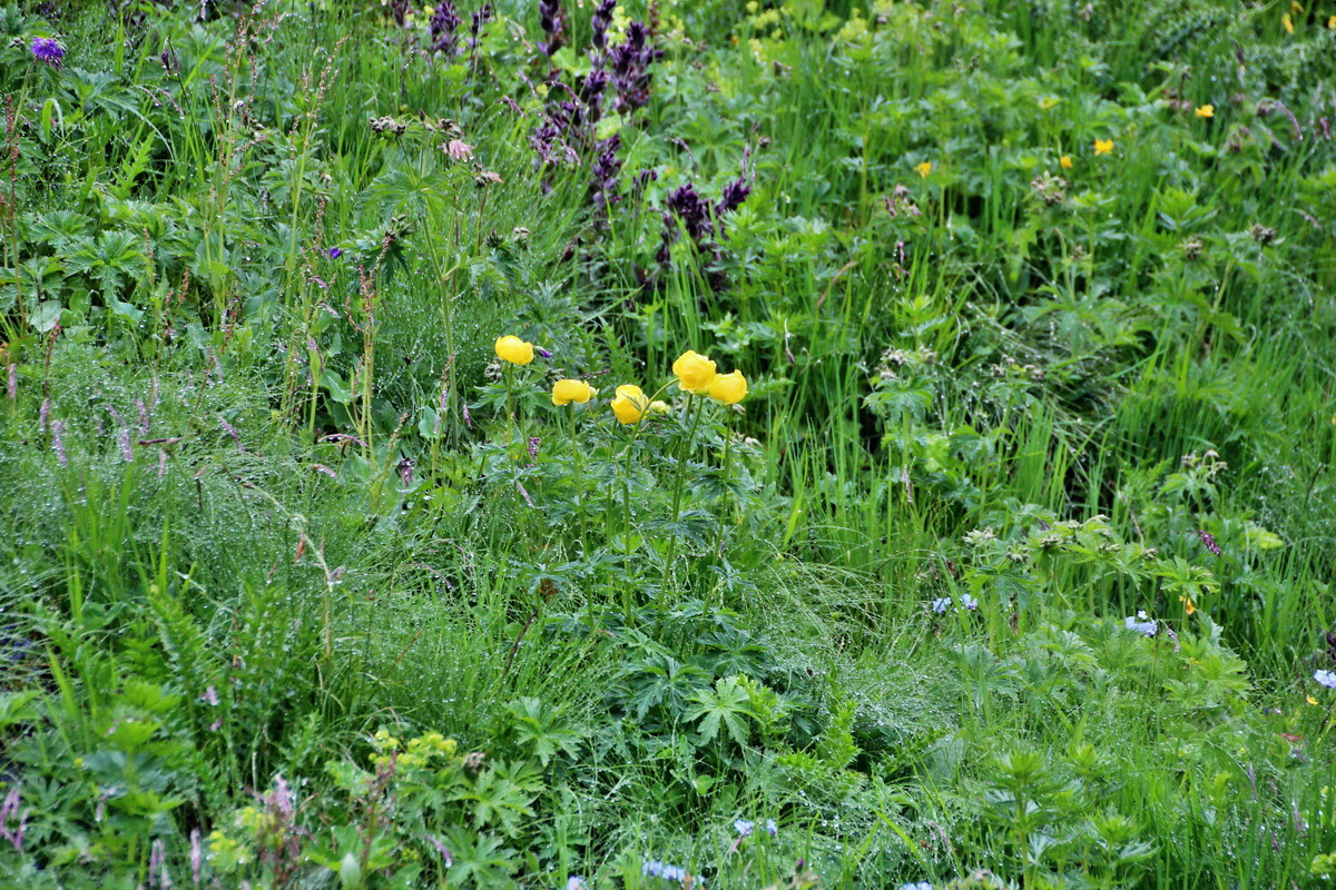 2014_07_30_00006912p_Bildgr��e �ndern