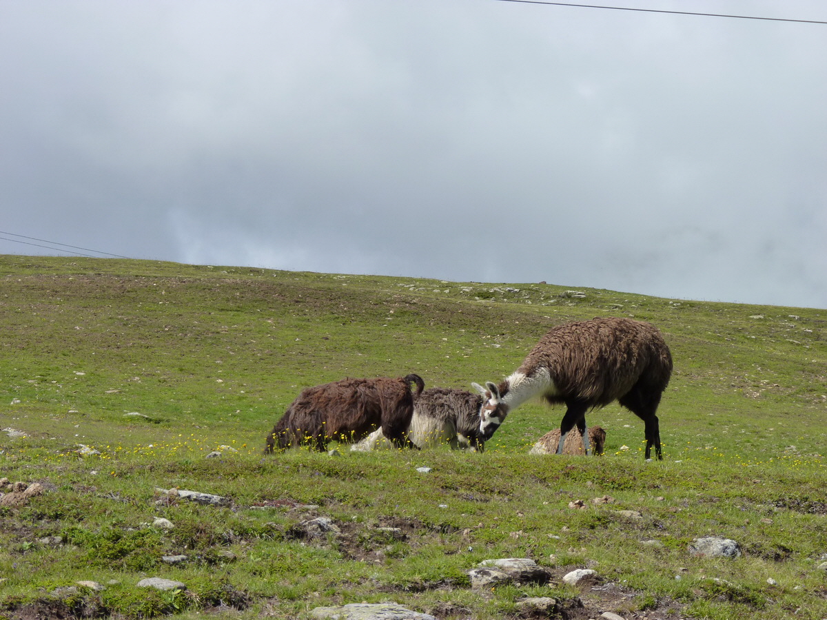 P1150621_Bildgr��e �ndern