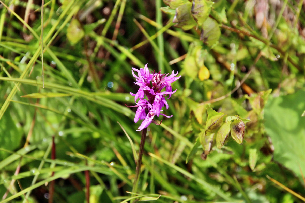 2014_07_31_00007212p_Bildgr��e �ndern