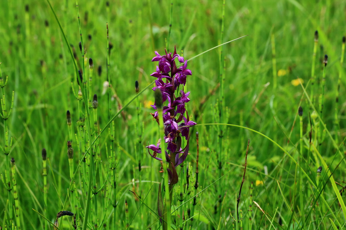 2015_06_10_001266p_Bildgr��e �ndern