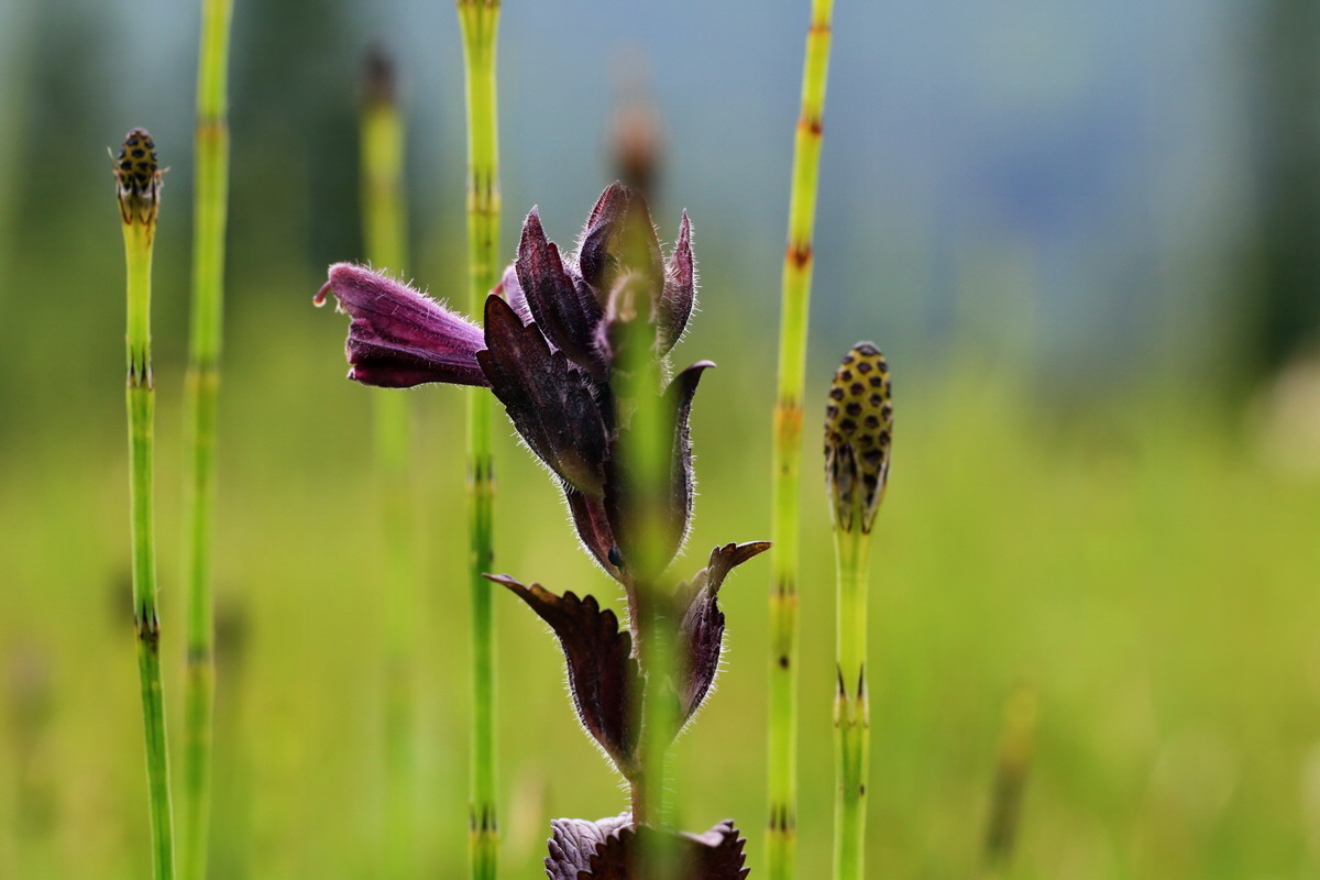 2015_06_10_001276p_Bildgr��e �ndern