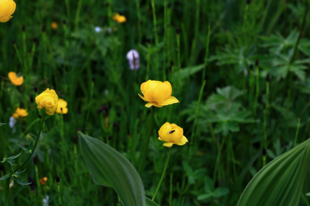 2015_06_10_001286p_Bildgr��e �ndern