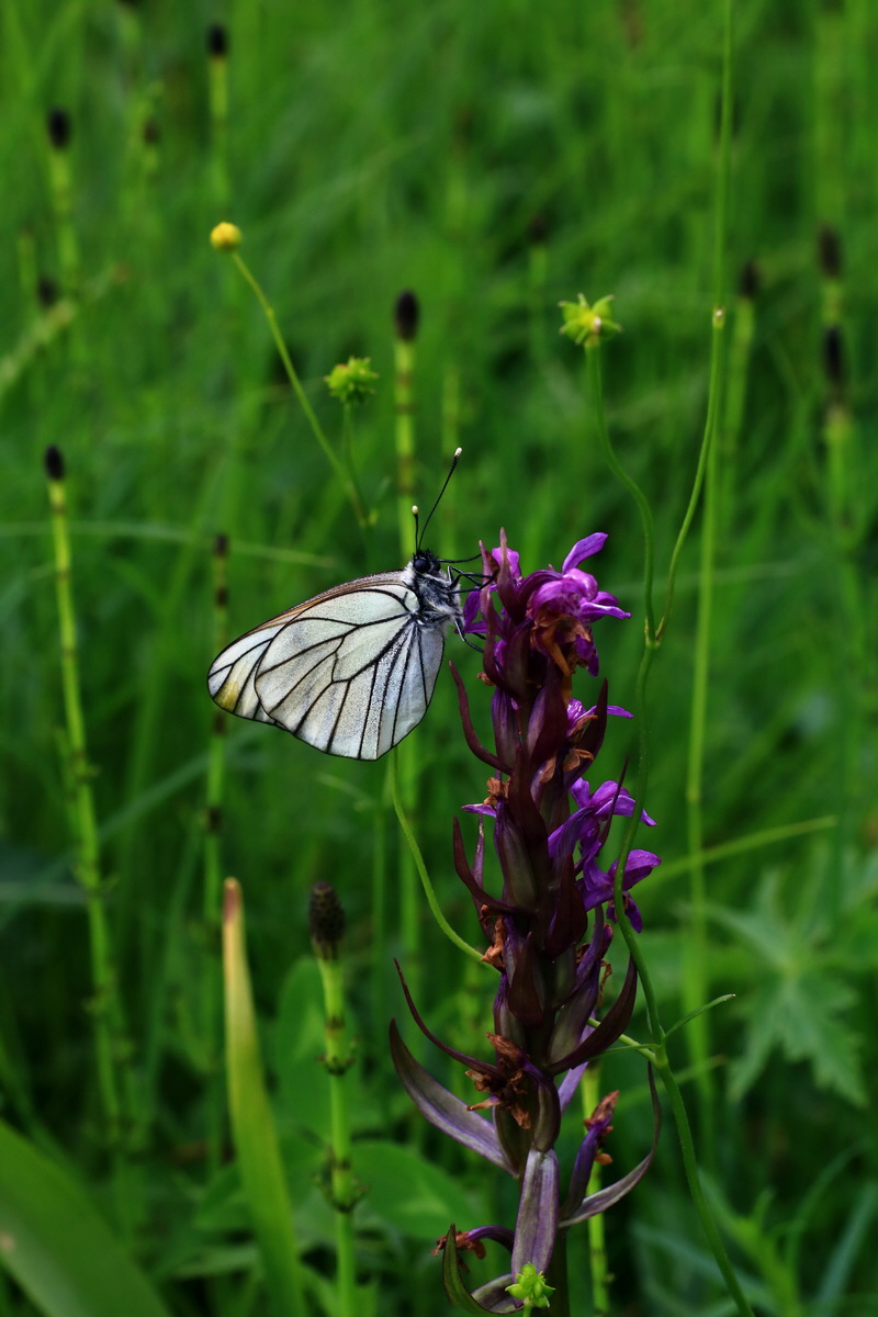 2015_06_10_001313p_Bildgr��e �ndern