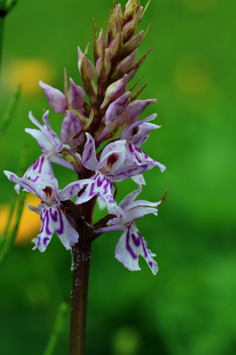 2015_06_10_001341p_Bildgr��e �ndern